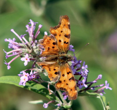 Southern Comma?