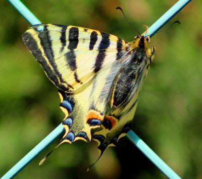 Scarce Swallowtail.