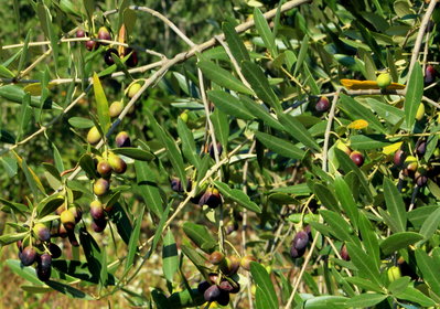7th Oct. olives almost ready.