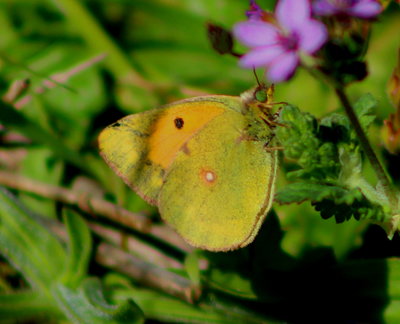 Clouded Yellow, which looked very green.