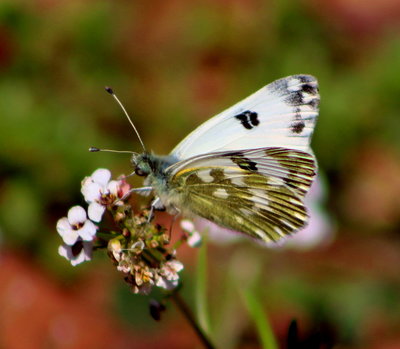 Bath White.