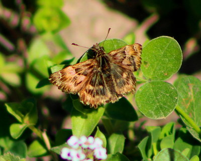 Mallow Skipper