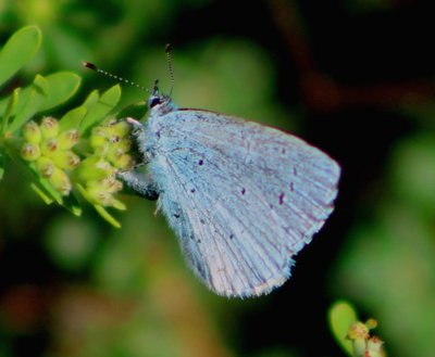 Holly Blue, ovipositing.