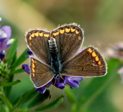 Common blue, female