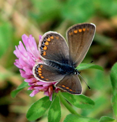 Common blue female