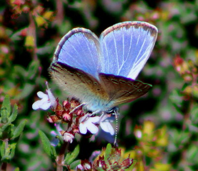 Black-eyed Blue