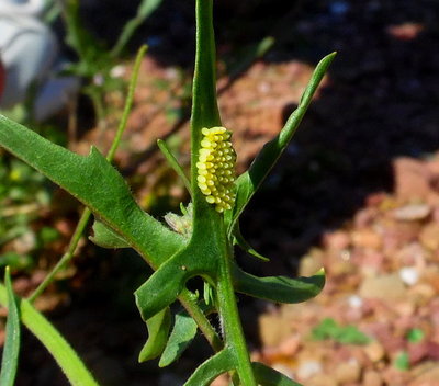 50+ eggs laid on the underside of the leaf.