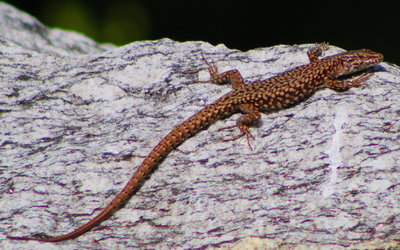 Spotted lizard?