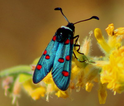 5 Spot Burnet