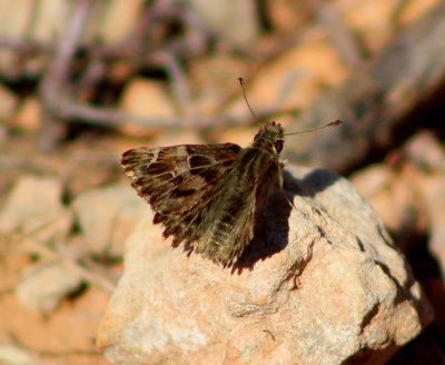Mallow Skipper, in the exact same place as last year.