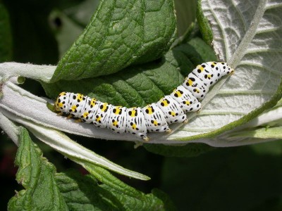 (2221) Mullein (larva on buddleia) 10.6.08 _ East Sussex. Nigel Kemp.JPG