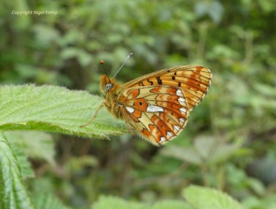 (70) Pearl-bordered Fritillary (m) 9.5.19 East Sussex. Nigel Kemp.JPG