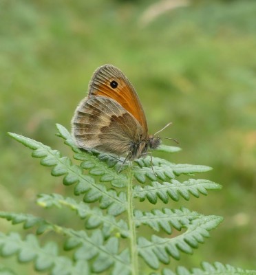 Small Heath 16.8.2020  East Sussex. Nigel Kemp.JPG