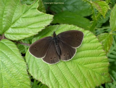 Ringlet (m) 24.6.19 East Sussex. Nigel Kemp.JPG