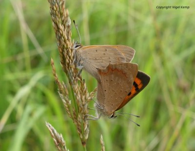 (48) Small Copper (mating) 1.8.19_ East Sussex. Nigel Kemp.JPG