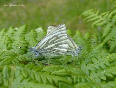 Green-veined White (ssp. thomsoni) (mating, male on left) 16.6.19 Inverness-shire_ Scotland. Nigel Kemp.JPG