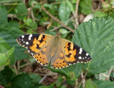 Painted Lady 8.7.17 Abbot's Wood_ East Sussex. Nigel Kemp.JPG