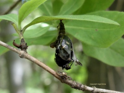 White Admiral (pupa_ day 19_ eclose) 26.6.2021 Bedgebury_ Kent. Nigel Kemp.JPG