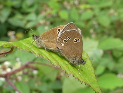 Ringlet (mating) 1.7.2020 East Sussex. Nigel Kemp.JPG