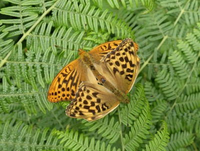 Silver-washed Fritillary (mating) 7.7.2020 East Sussex. Nigel Kemp.JPG