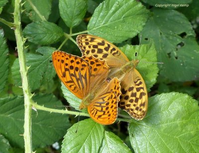 (2) Silver-washed Fritillary (mating) 23.6.17 East Sussex. Nigel Kemp.JPG