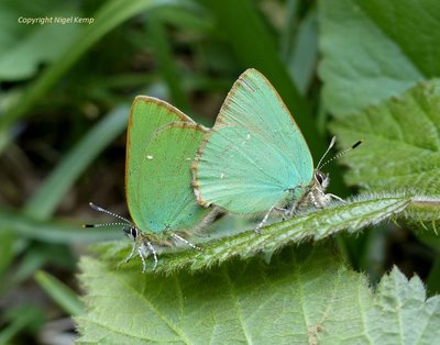Green Hairstreak (mating, female on left) 26.4.18 East Sussex. Nigel Kemp.JPG