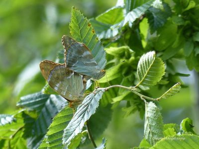 (1) Silver-washed Fritillary (mating) 23.6.17 East Sussex. Nigel Kemp.JPG