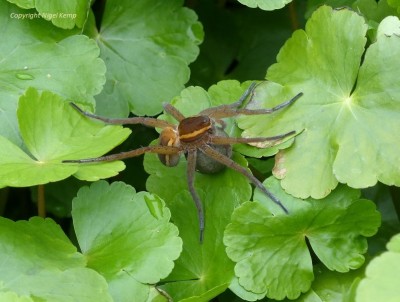 Dolomedes plantarius (Fen Raft Spider) (78) (female with egg sac) 9.6.19 Pevensey Levels_ East Sussex. Nigel Kemp0001.JPG