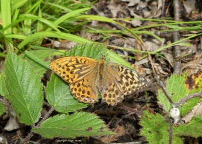 Silver-washed Fritillary  (bilateral gynandromorph) 5.8.2021 East Sussex Weald. Nigel Kemp.JPG