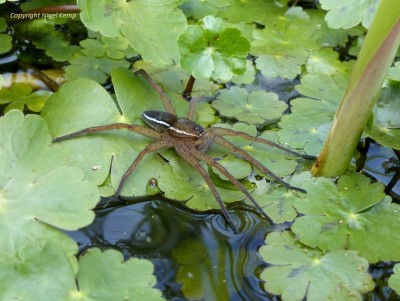 Dolomedes plantarius (Fen Raft Spider) (75) (m) 7.5.19 Pevensey Levels_ East Sussex. Nigel Kemp0001.JPG