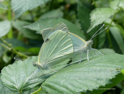 Large White (mating) 26.6.2022  East Sussex. Nigel Kemp0001.JPG