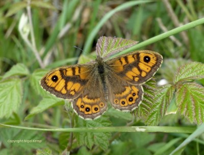 Wall (m) 2.5.19 Pevensey Levels_ East Sussex. Nigel Kemp.JPG