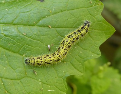 Large White (5th instar larva on garlic mustard_ with attendant parasitoids) 5.6.2020  East Sussex. Nigel Kemp.JPG