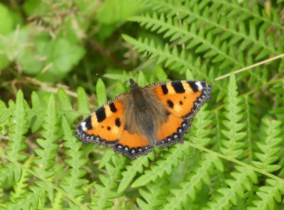 Small Tortoiseshell 5.8.2021  East Sussex. Nigel Kemp.JPG