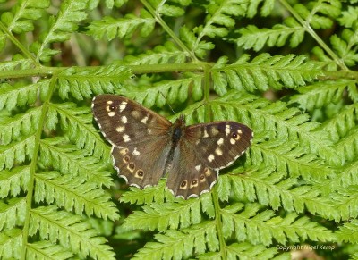 (33) Speckled Wood (m) (ssp oblita) 16.6.19 South Shian_ Argyllshire_ Scotland. Nigel Kemp.JPG