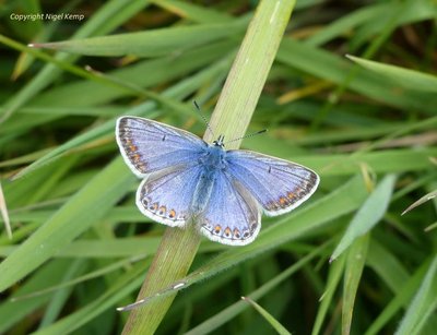 Common Blue (f) (ab. supracaerulea) 16.5.19 Pevensey Levels_ East Sussex. Nigel Kemp0001.JPG