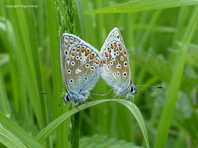 Common Blue (mating) 17.5.17  East Sussex. Nigel Kemp.JPG
