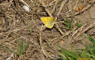 Clouded Yellow, Southbourne Undercliff, Dorset. 29.12.16