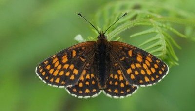 Heath Fritillary, East Blean Woods