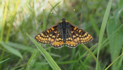Dark Marsh Fritillary which contrasted with more typical individuals.