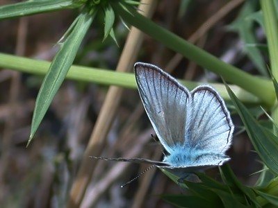 Forster's Furry Blue