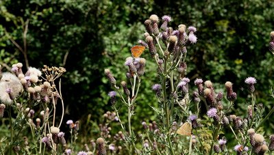 Male and female Brown Hairstreaks on creeping thistle.