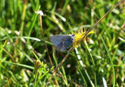 Ageing male Common Blue