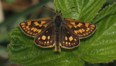 Chequered Skipper, Glasdrum, June 2021