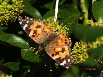 Painted Lady on ivy