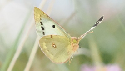 Clouded Yellow. One of a number of var. helice individuals