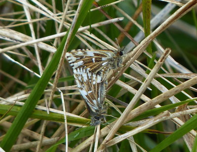 Mating pair of taras Grizzled Skippers
