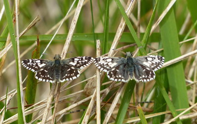 Pair of taras Grizzled Skippers after mating, posing nicely!
