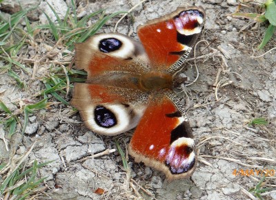 Peacock with large pale surrounds to hindwing 'eye' markings.