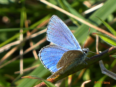 Adonis Blue partially showing underside
